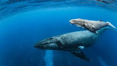 Uzun ömrün açarı balinadadır: İnsan ömrünü uzatmağın sirri açılıb