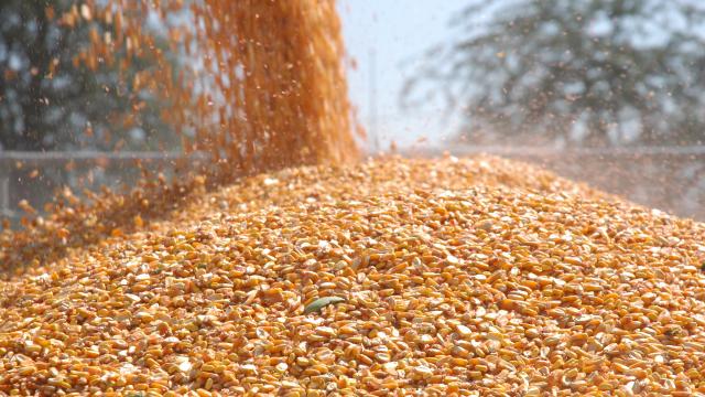 Malavi qarğıdalı ixracını qadağan edir