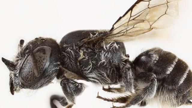 Avstraliyada şeytan buynuzlu arıların yeni növü aşkar edilib: Lüsifer