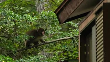 Yaponiyada insan-meymun müharibəsi
