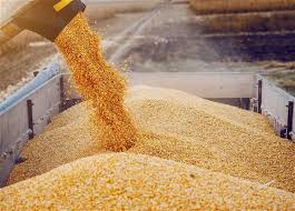 Ermənistan Azərbaycan ərazisi ilə çatdırılan buğdanın keyfiyyəti barədə məlumat açıqlayıb