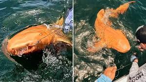 Nadir narıncı köpəkbalığı görüntüləndi - FOTOLAR