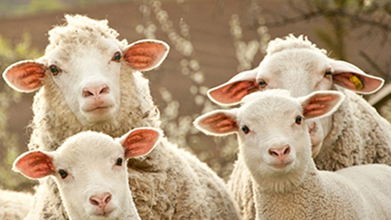 Bakıda çoban müdirinin qoyunlarını oğurladı