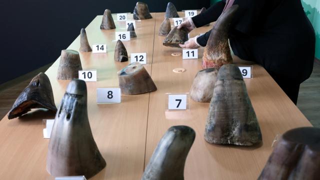 Sinqapurda dəyəri 800 min dollardan çox olan kərgədan buynuzları ələ keçirilib