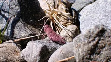 Nadir çəhrayı çəyirtkə şəkli çəkilib: Tarixdən əvvəlki məxluqa bənzəyir