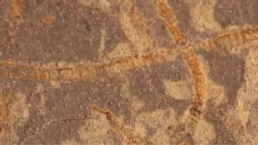 3,3 milyard illik qayalarda qədim həyatın izləri tapılıb