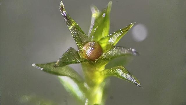 Mamır toxumları kosmosda 9 ay sağ qaldı