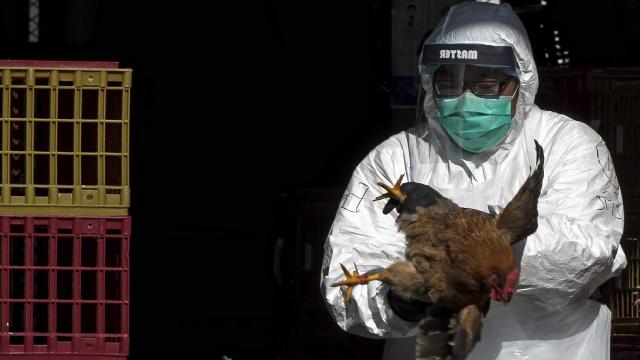 ABŞ-da H5N5 quş qripindən ilk insan ölümü qeydə alınıb