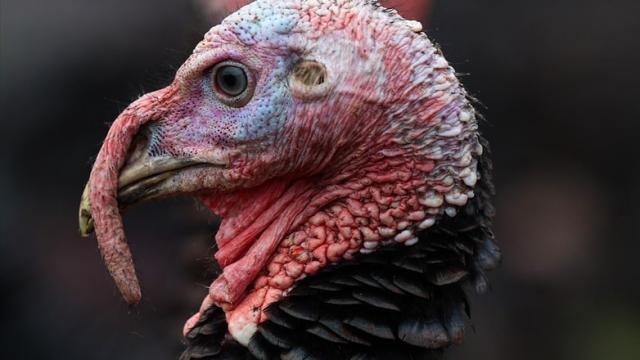 ABŞ-da Şükran Günü oğurluğu: Yüzlərlə hinduşka oğurlandı