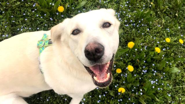 Qızıl retrieverlər insanlara bənzər duyğulara təsir edən bəzi genləri paylaşırlar