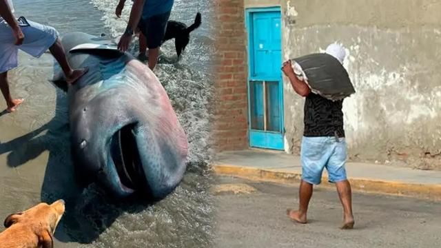 Nadir köpək balığı növü sahilə çıxdı, əhali tikələrə parçaladı