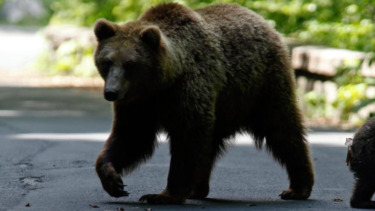 Yaponiyada ayı yaşlı kişiyə hücum etdi