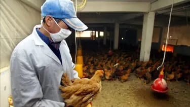 Fransa səhiyyə rəsmiləri: Quş qripi COVID-dən daha pis pandemiya riski yaradır