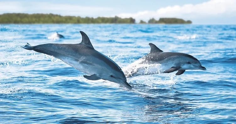 Delfinlər kimyəvi maddələrdən qaça bilmirlər