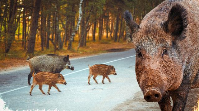 İspaniyada Afrika donuz taunu ilə mübarizəyə əsgərlər qoşulub
