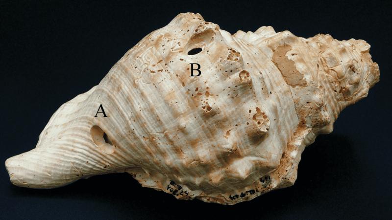 İspaniyada tapılan dəniz qabıqları ən qədim musiqi alətləri ola bilər