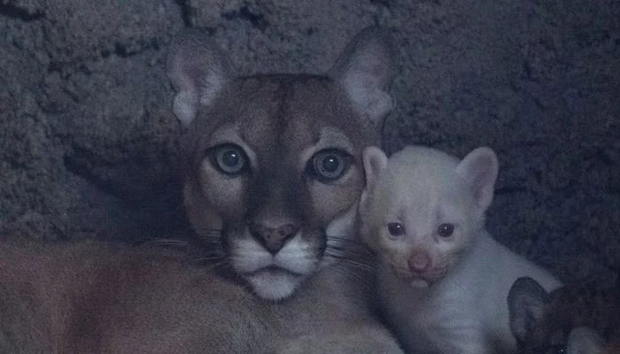 Ağ puma doğuldu - Dünyada sadəcə 4 dənədir