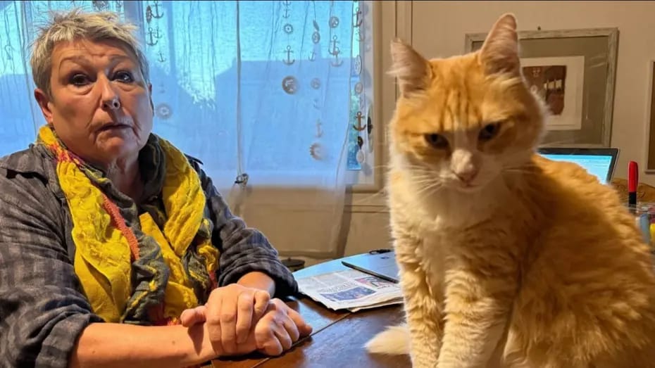 Dünyada ilk: Pişik ev həbsi aldı