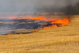 Əkin yerinin yandırılmasına görə yeni cərimələr müəyyənləşir