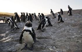 Afrika pinqvinlərinin nəsli kəsilə bilər