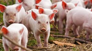 Azərbaycanda ən çox donuz bu rayonlarda saxlanılır