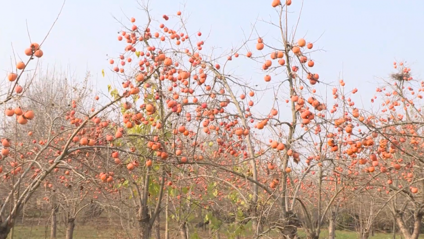 İmişlidə tonlarla xurma ağaclarda çürüyür -VİDEO