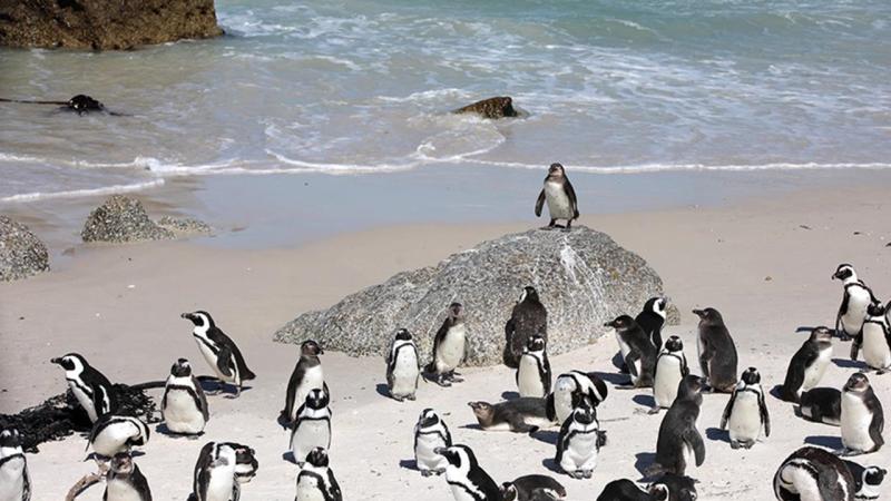 Cənubi Afrika sahillərində 62 min pinqvin aclıqdan ölüb