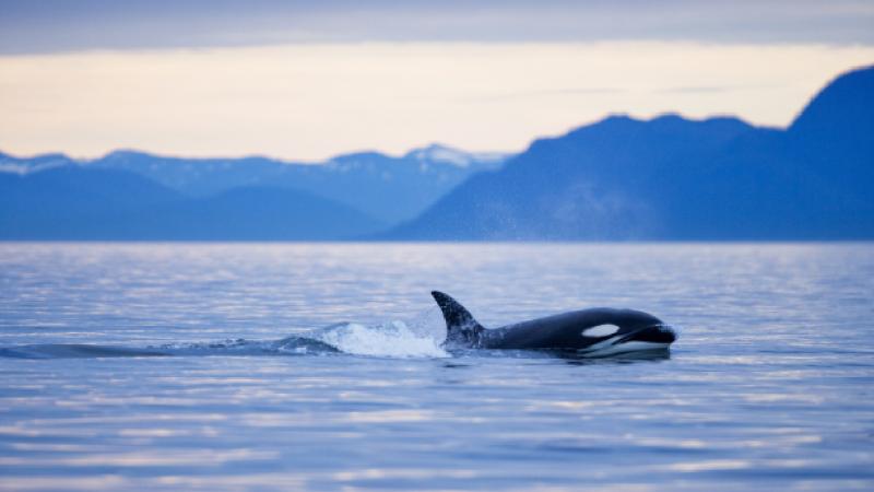 Balinaların nəfəsində ölümcül virus aşkar edilib