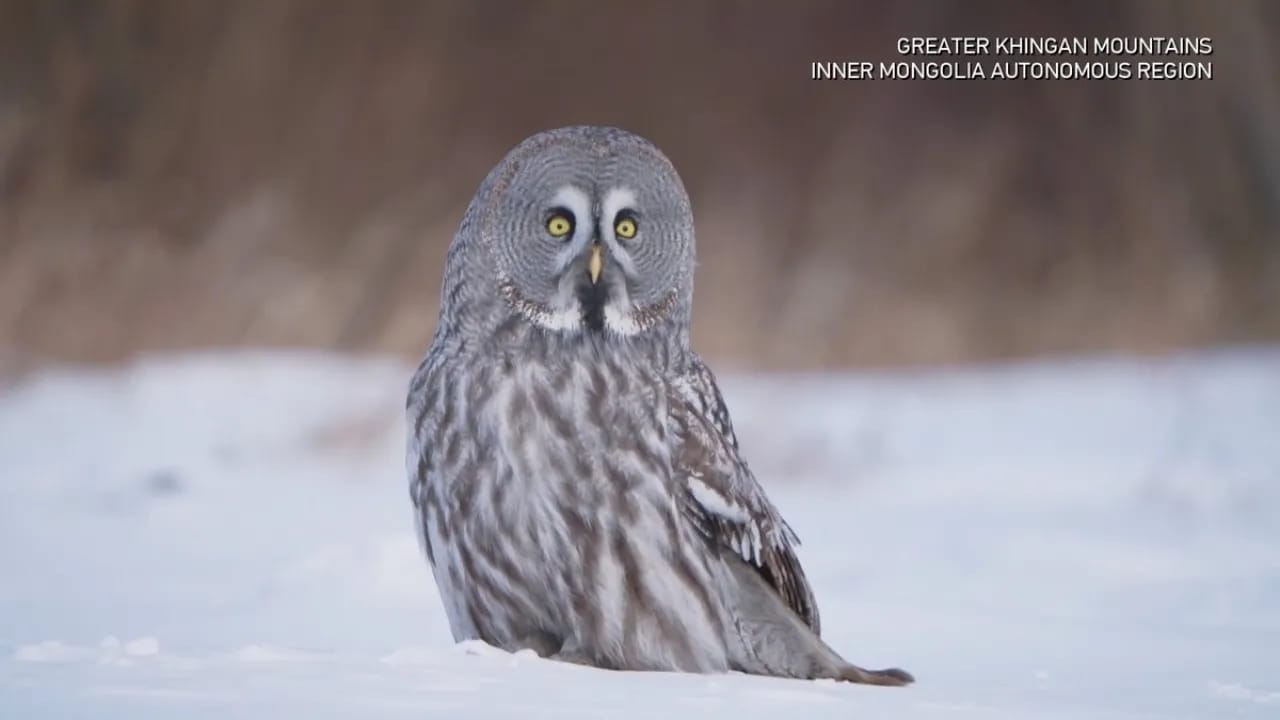 Monqolustanda nadir görülən boz bayquşa rast gəlinib