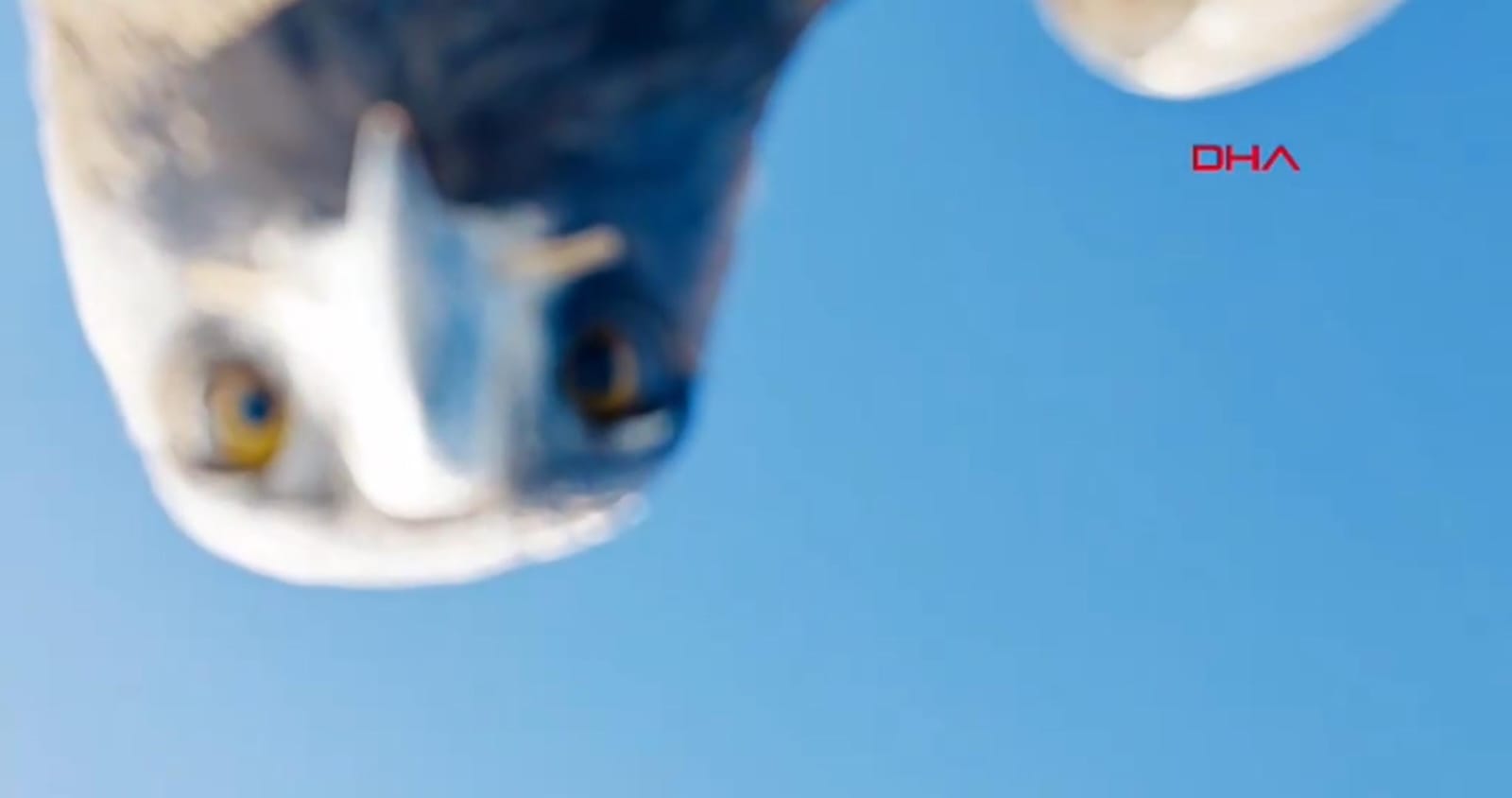 Qartal çəkiliş edən pilotsuz uçan aparatını tutub dağın zirvəsinə atdı