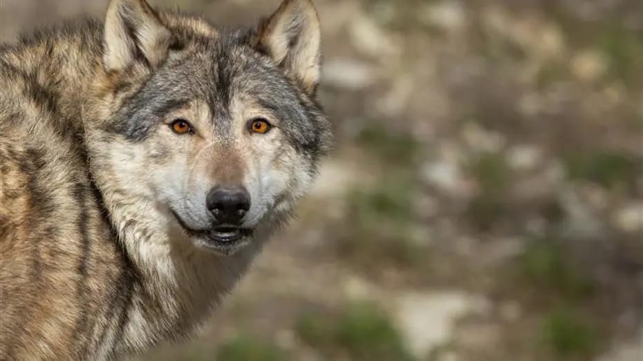 Tokiodakı zooparkdan canavar qaçdı