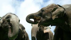 Hindistanda fil sürüsü işdən evə qayıdan qadını öldürüb