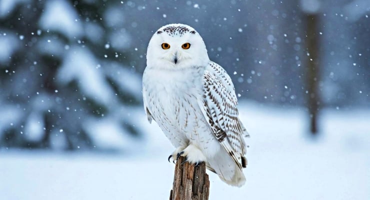 İsveçdə qar bayquşunun nəslinin kəsildiyi elan edilib