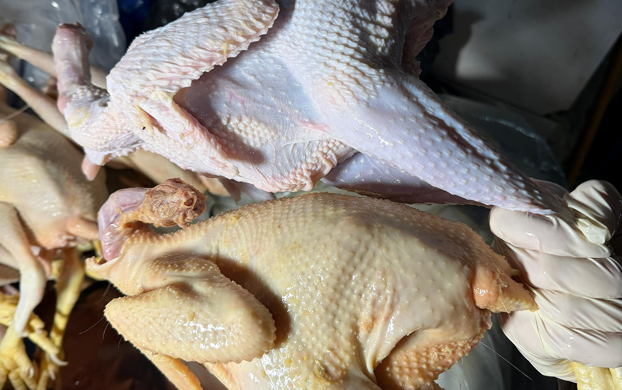 “Kənd toyuğu”nu sintetik maddə ilə rəngləyibmişlər - Fotolar