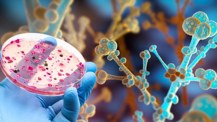 Ölümcül bir göbələk bütün dünyaya yayılır