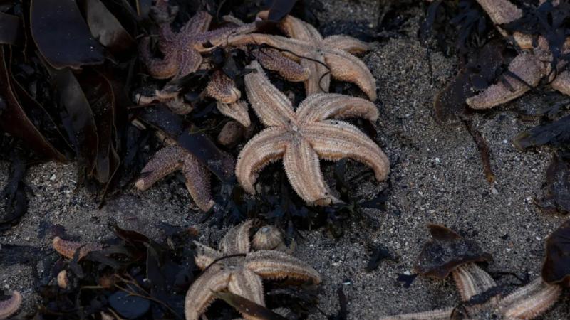 Minlərlə dəniz ulduzu müəmmalı şəkildə sahilə çıxdı