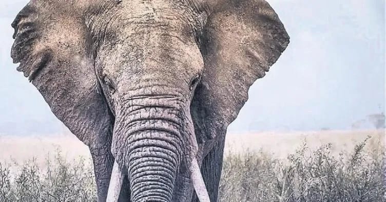 Qatil fil axtarılır