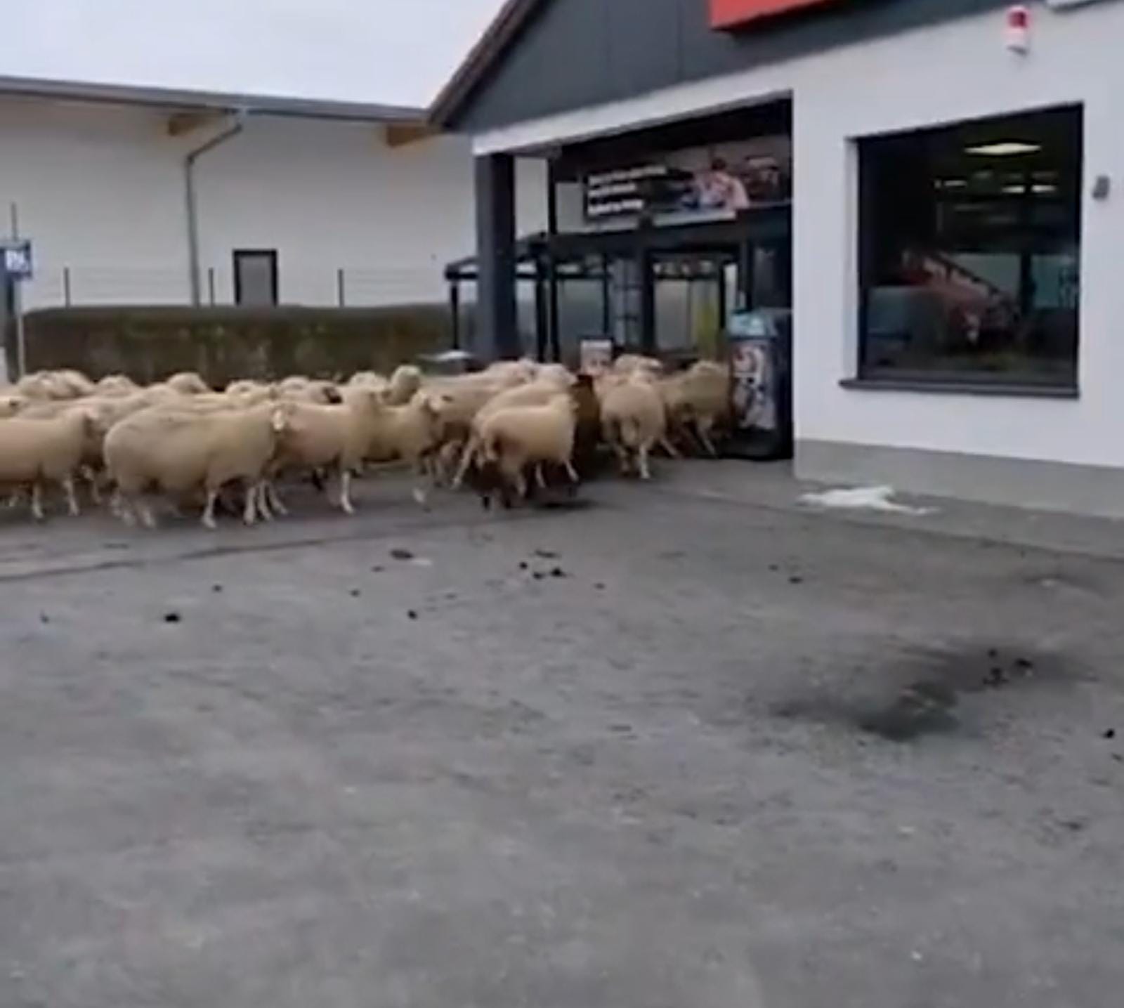 Almaniyada qoyun sürüsü supermarketə basqın edib