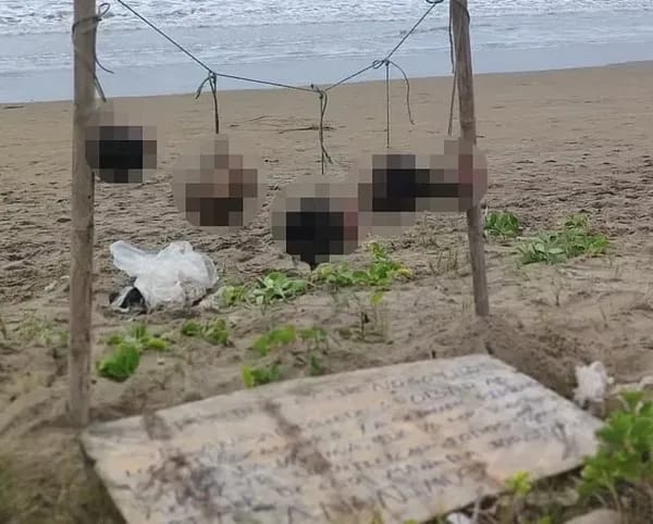 Turist çimərliyində dəhşətli qətl: 5 kəsilmiş baş asılmış vəziyyətdə tapıldı