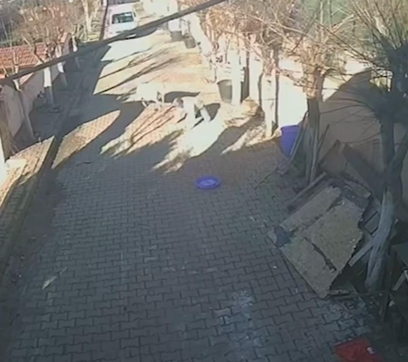 Türkiyədə sahibinə hücum edən qoç kameralara tuş gəlib