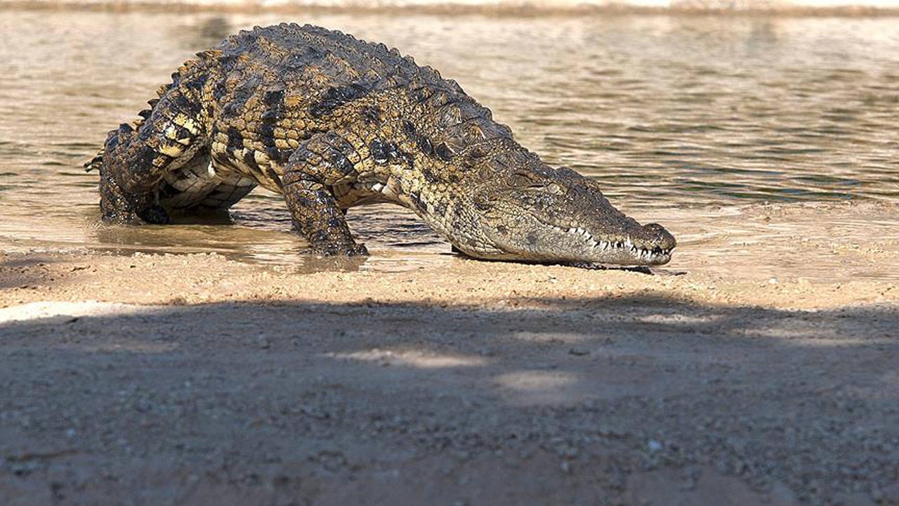 Mozambikdə güclü yağışlardan sonra timsah hücumları artıb: 2 ölü, 3 yaralı 