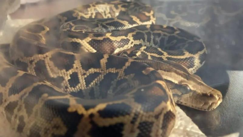 Qadın gecə yarısı üstündə 2,5 metr uzunluğunda ilanla oyanıb