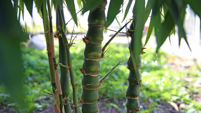 Alimlər araşdırdılar: Bambuk super qida ola bilər 