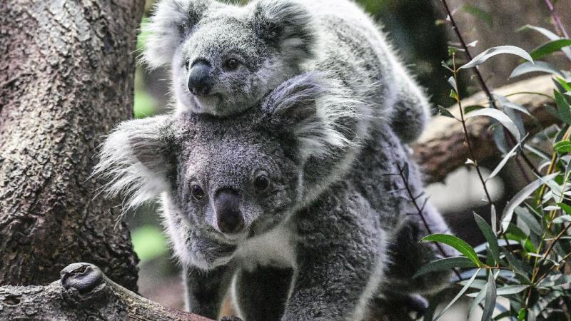 Avstraliyada Koala sayı azalmaqdadır