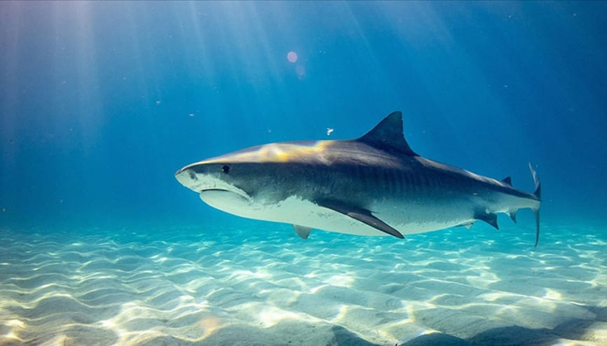 Köpək balığının hücumu nəticəsində 12 yaşlı uşaq öldü