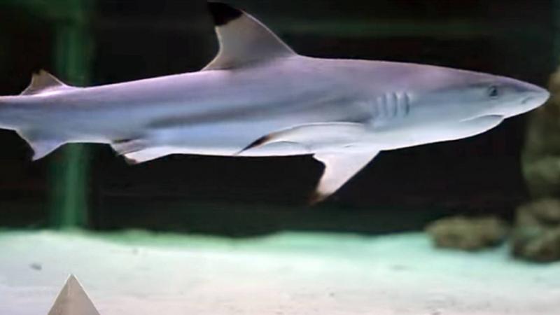 Braziliyada köpək balığının hücumu nəticəsində uşaq ölüb