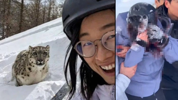 Bəbirlə selfi çəkdirmək istəyən qız az qala öləcəkdi