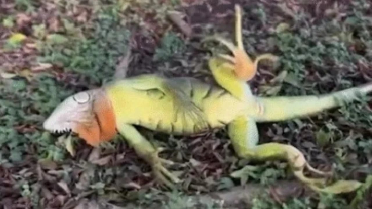 Ağaclardan yıxılan iquanalar yığışdırılır