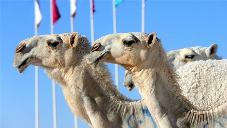 Səudiyyə Ərəbistanında dəvələrə pasport veriləcək