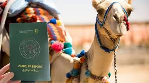 Səudiyyə Ərəbistanında maraqlı qanun: Dəvələrə pasport veriləcək